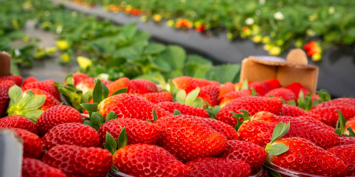 Berries, continua l'ascesa di Nova Siri Genetics nel sud Italia